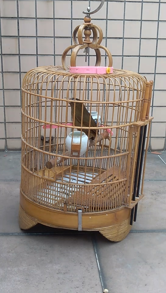 精品画眉鸟欣赏