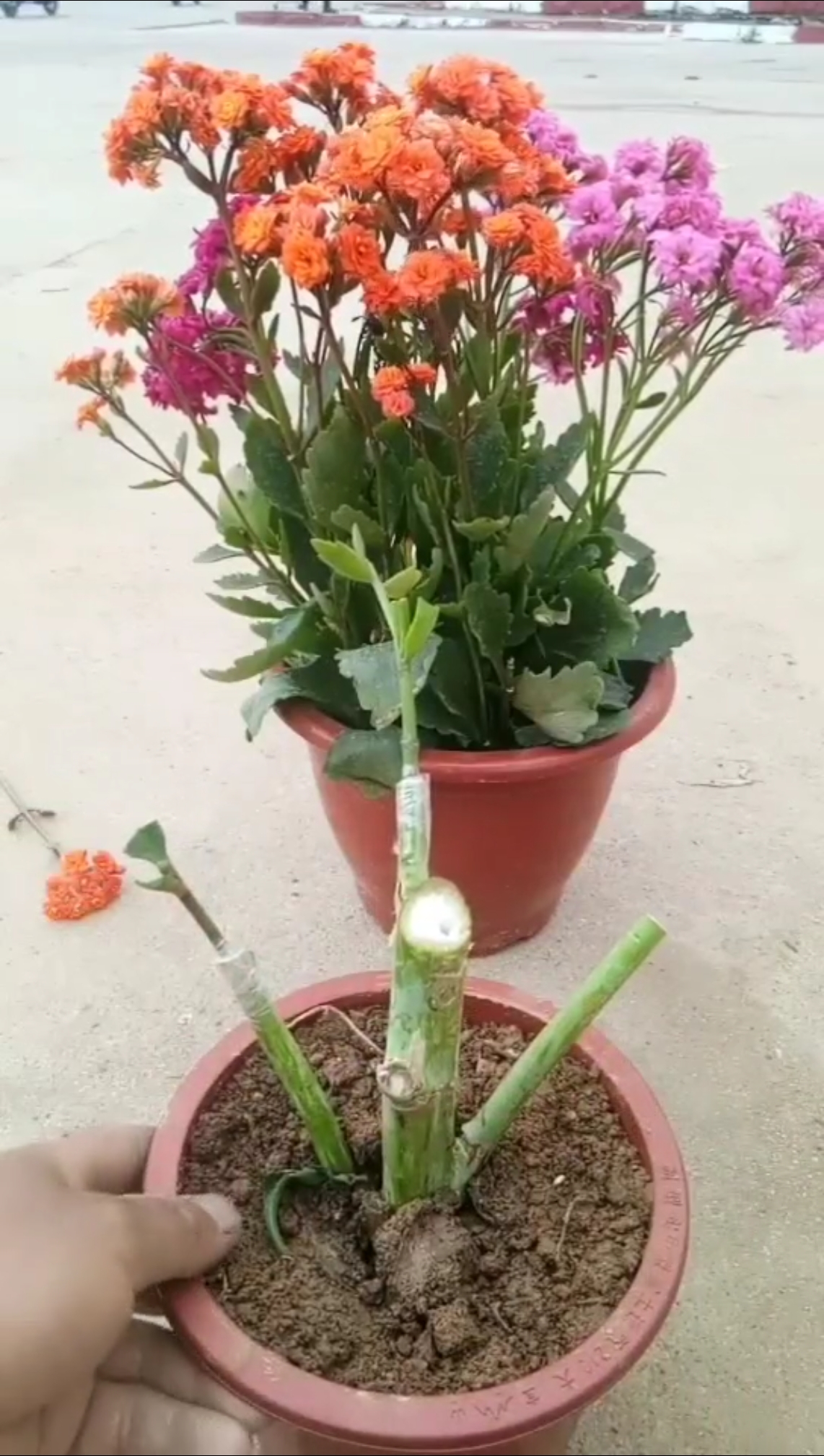 劳动最光荣#嫁接三色长寿花