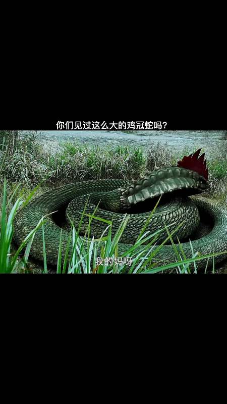 鸡冠蛇黑蛇图片