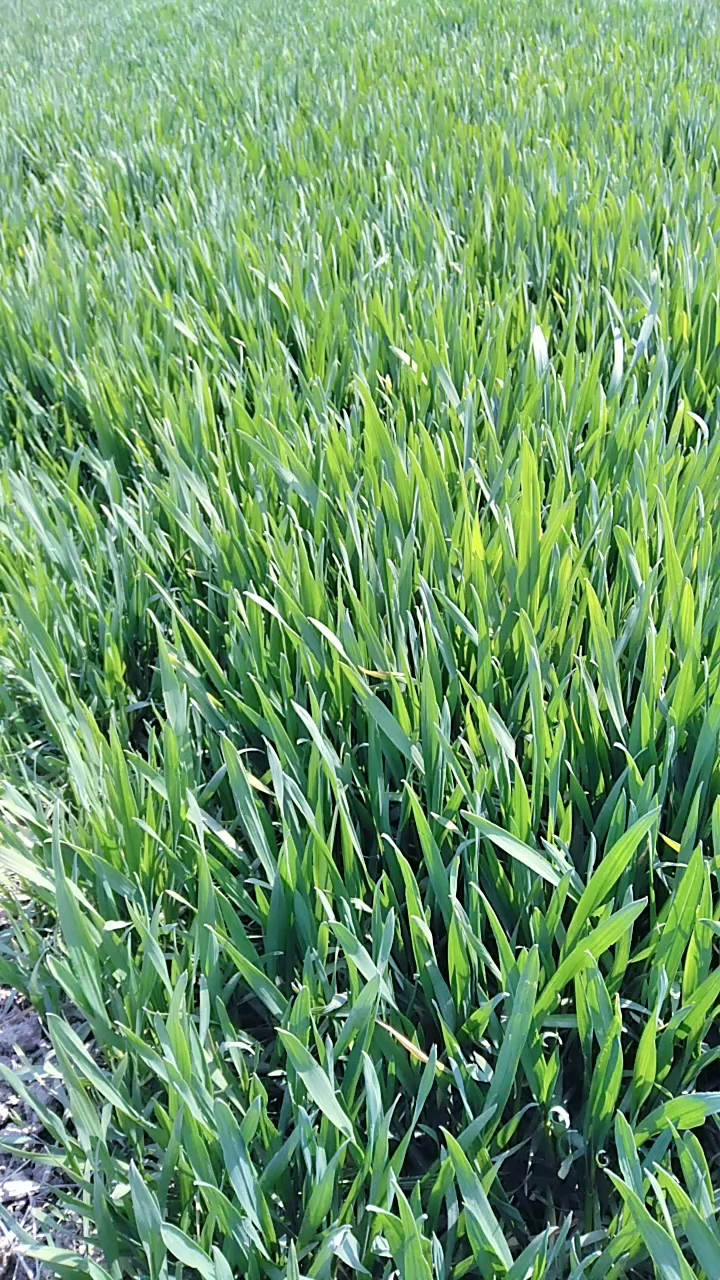 小麦子长的很的,又是一个丰收年!