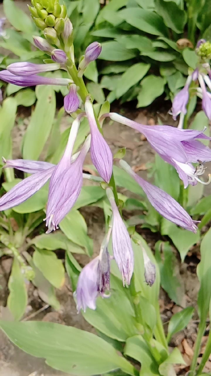 盛开的紫萼花散发出淡淡的清香!
