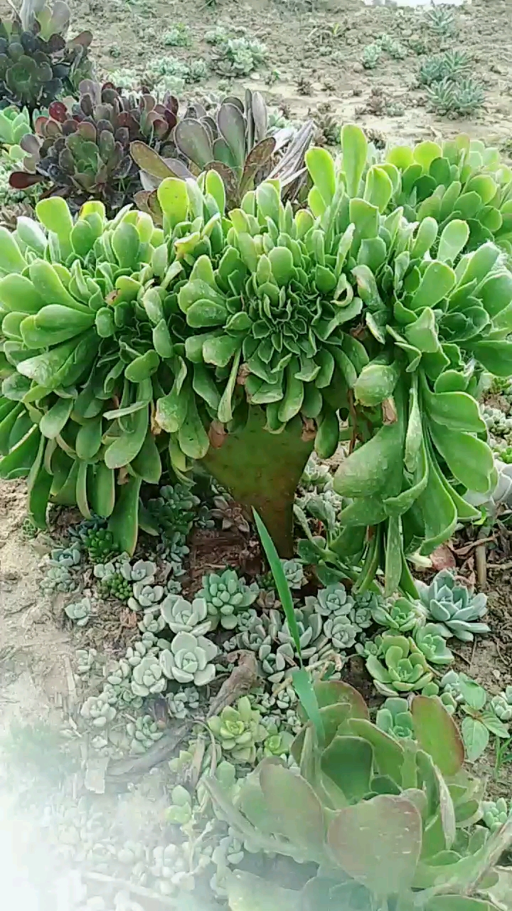 小叶香炉盘缀化