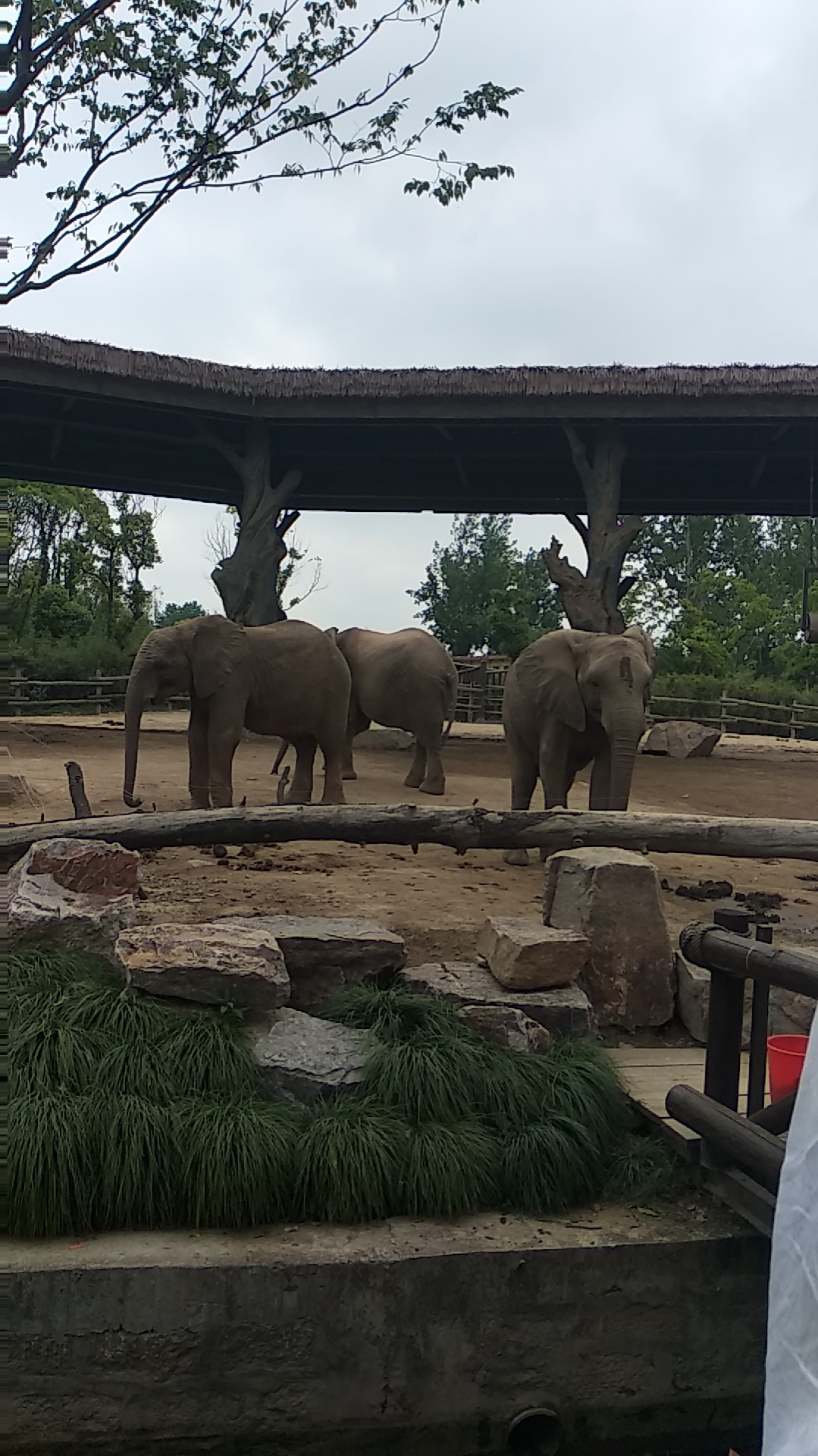 带上全民去旅行#上海野生动物园的大象真的太可爱啦~才艺满满呢一 