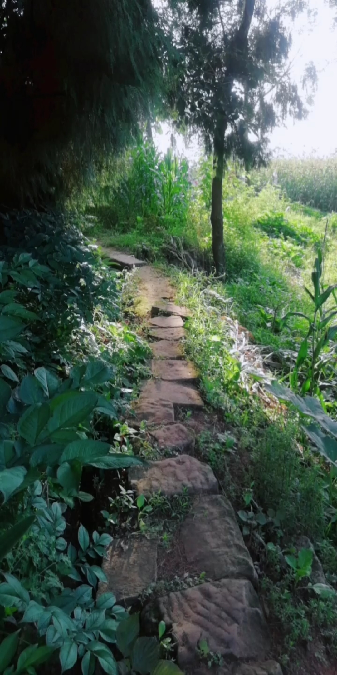 乡村生活#幽幽乡间小路