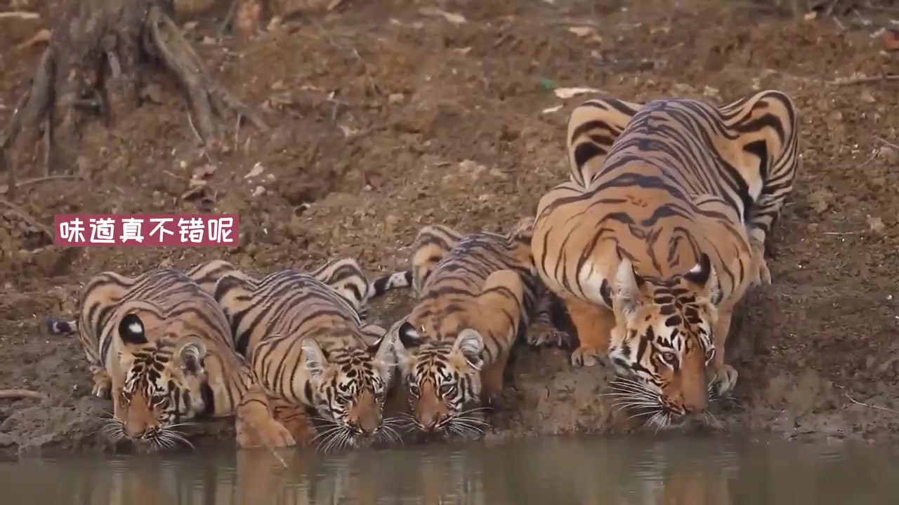 老虎:一家人就要整整齐齐的