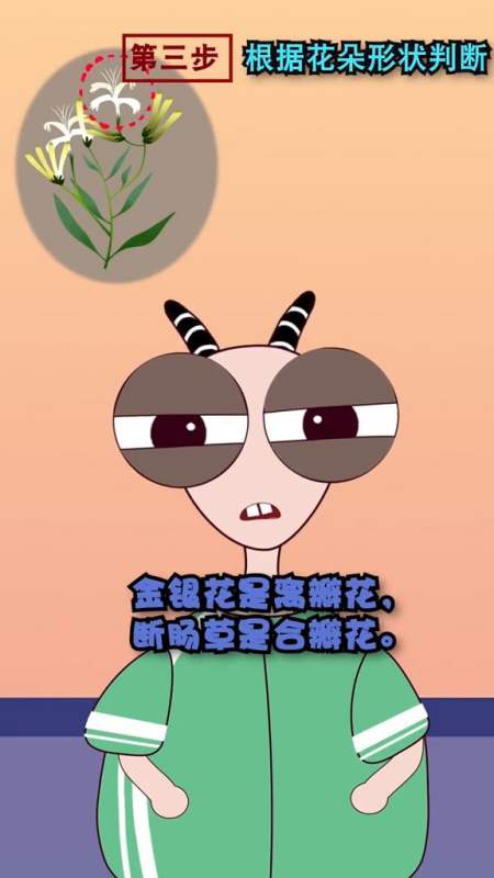 动漫#如何区分金银花与断肠草-全民小视频