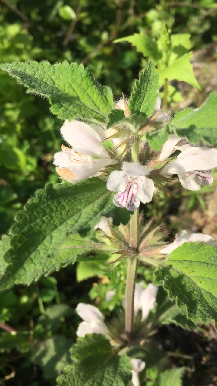 野芝麻,唇形花,白唇瓣散点浅红色条斑,好看