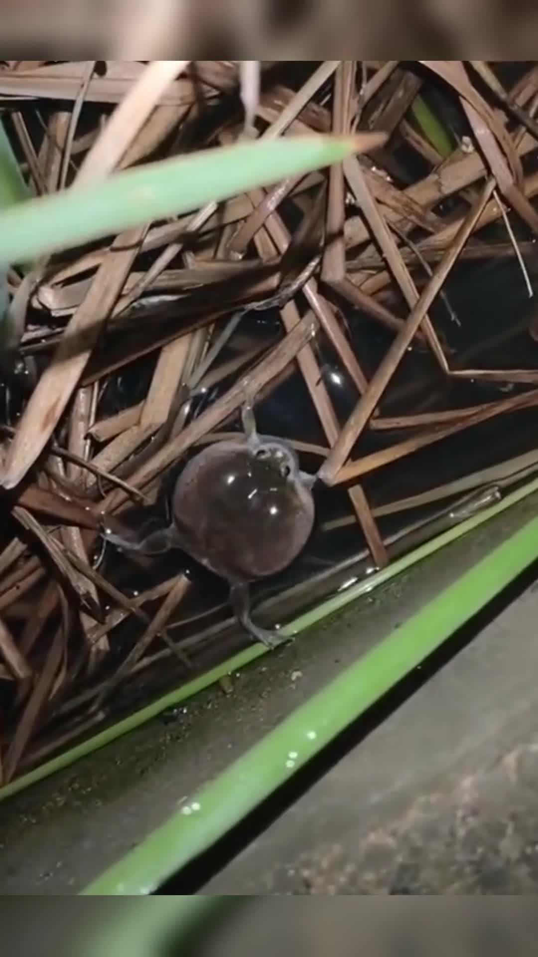 我要上热门#河道里的气蛤蟆,看到它一呼一吸,真担心会爆炸!