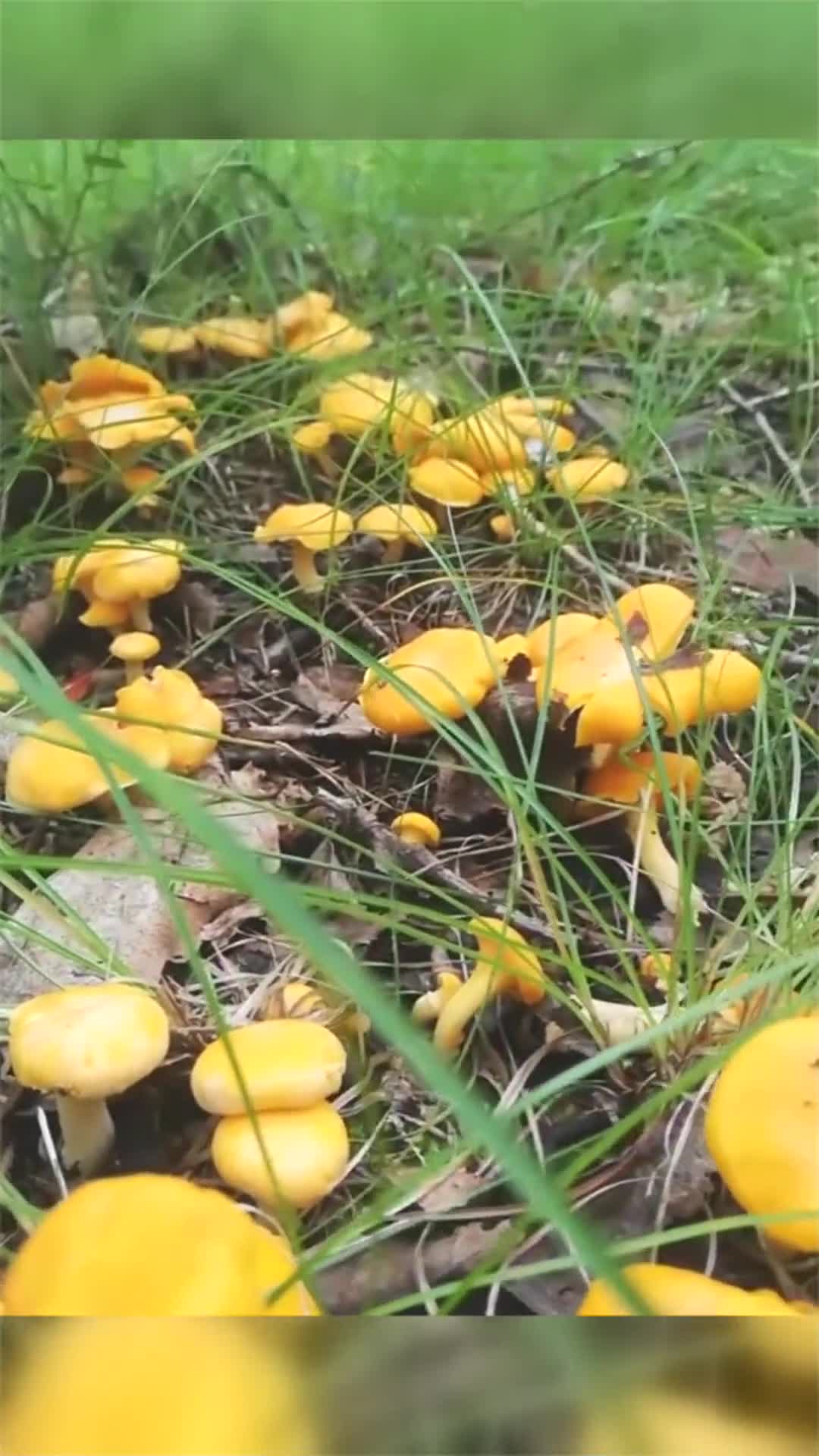 看看这满地的小黄菇,眼花缭乱,我是不是要发财了