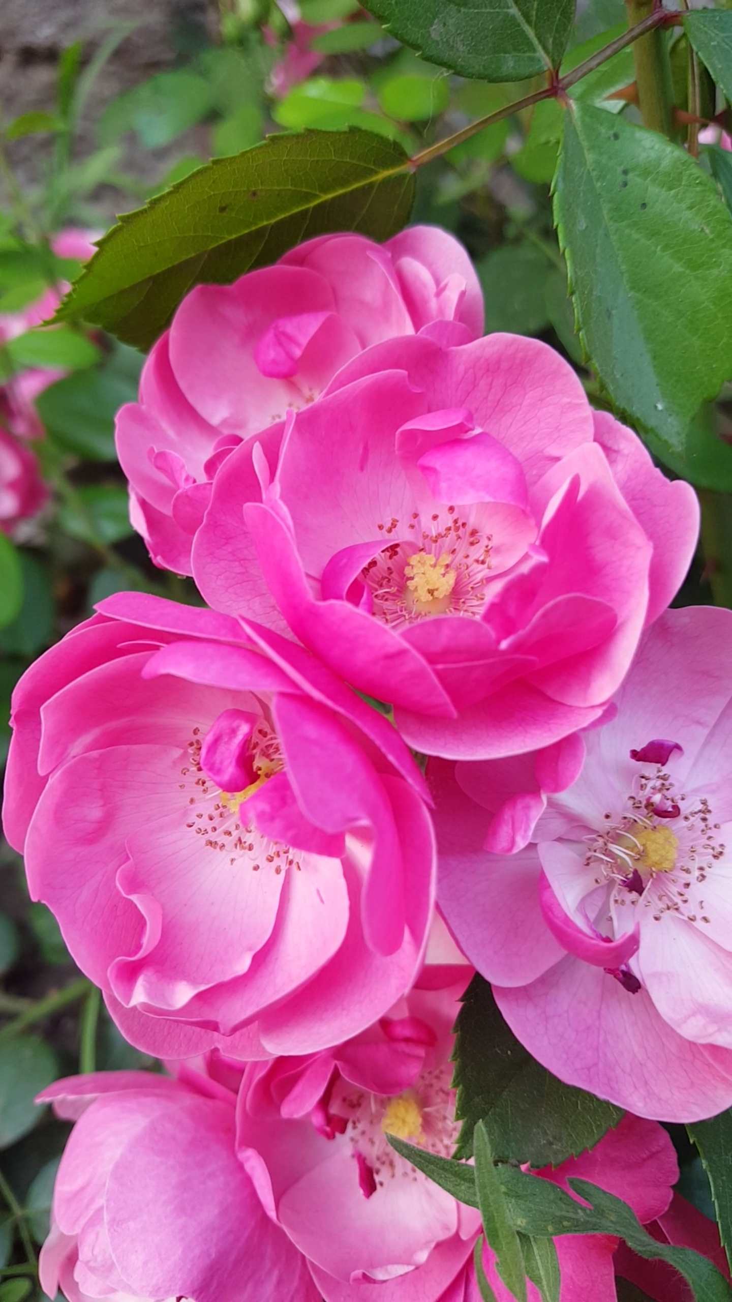 漂亮的粉色花芬芳美丽