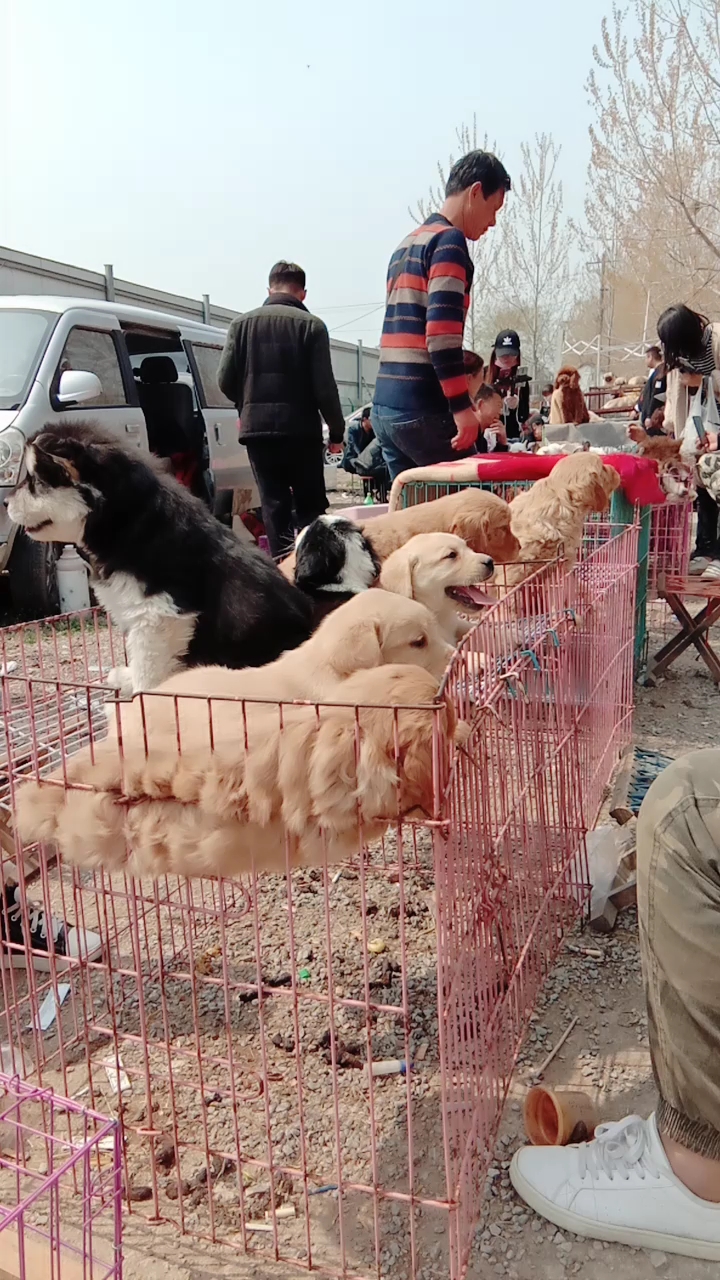 狗市金毛真多啊,有喜欢金毛的嘛