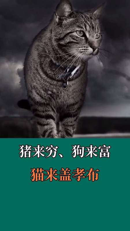 猪来穷,狗来富,猫来盖孝布!