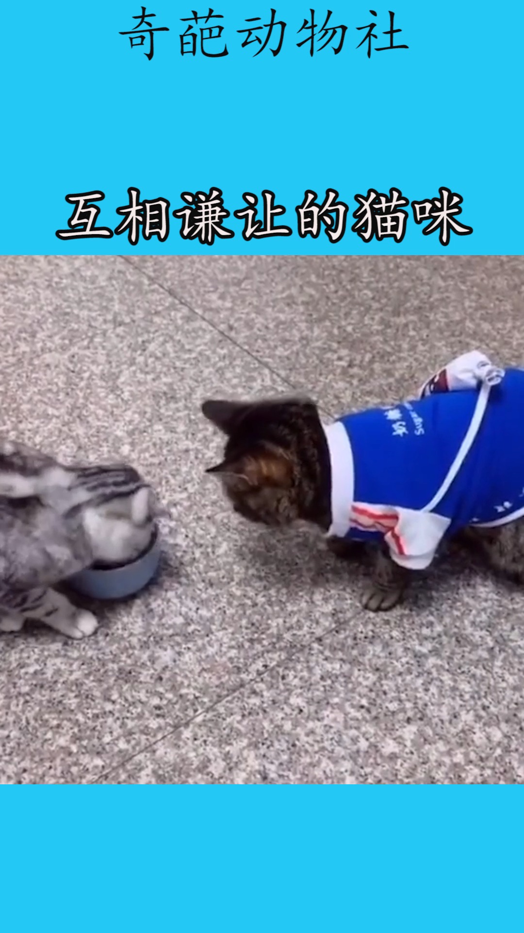 我要上热门#互相谦让的猫咪