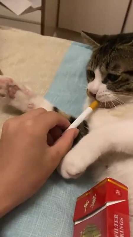 我要上热门#大哥最近心情不好害给大哥来根华子