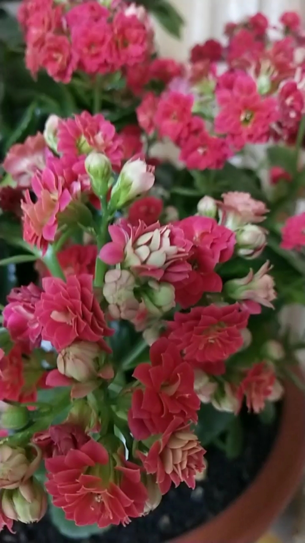 婆婆养的花,煞是娇艳.