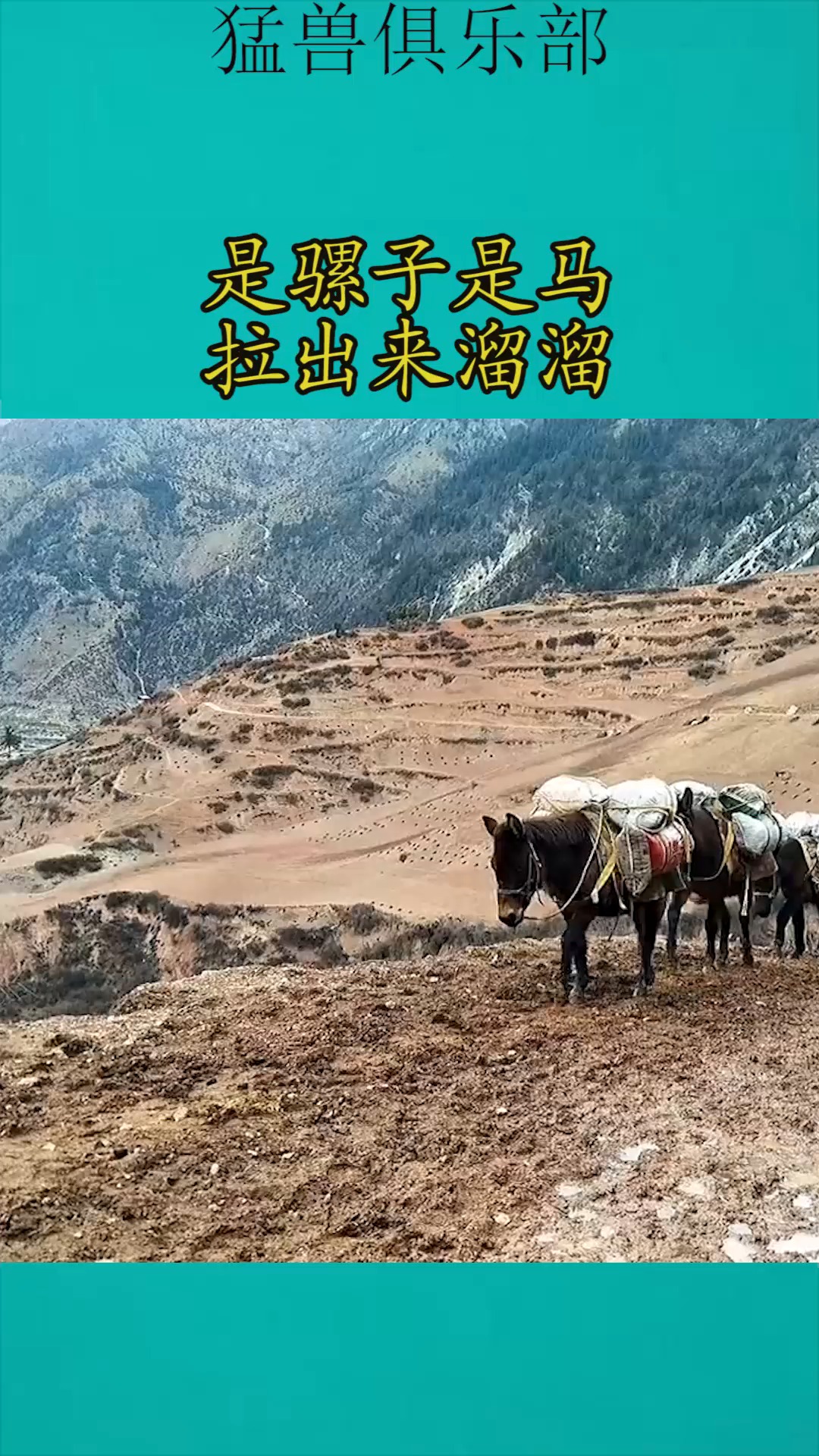 我要上热门#是骡子是马拉出来溜溜