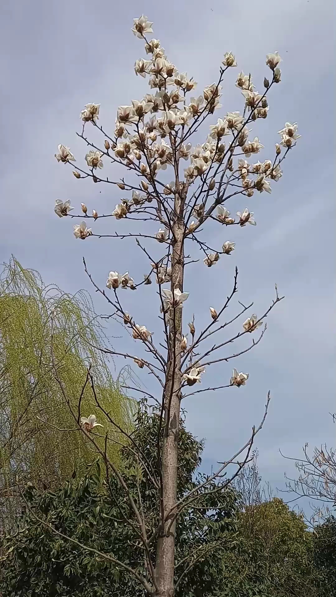 是什么树,只开花不长叶