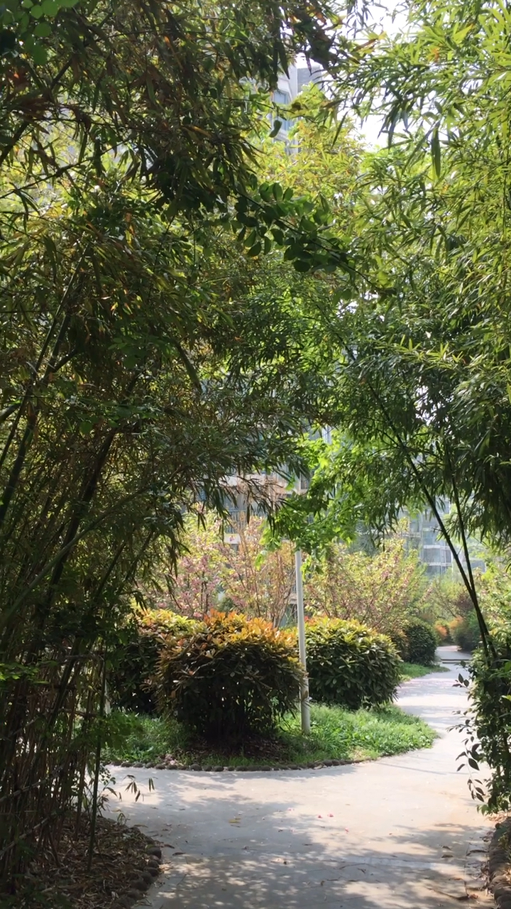 看我们小区的竹林美不美