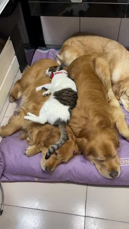 猫狗双全有时候看起来欢欢真的是故意的