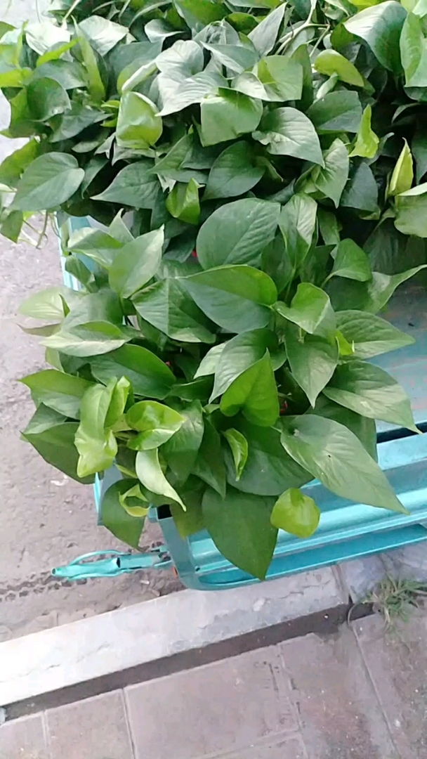 绿航绿萝,品相棒棒