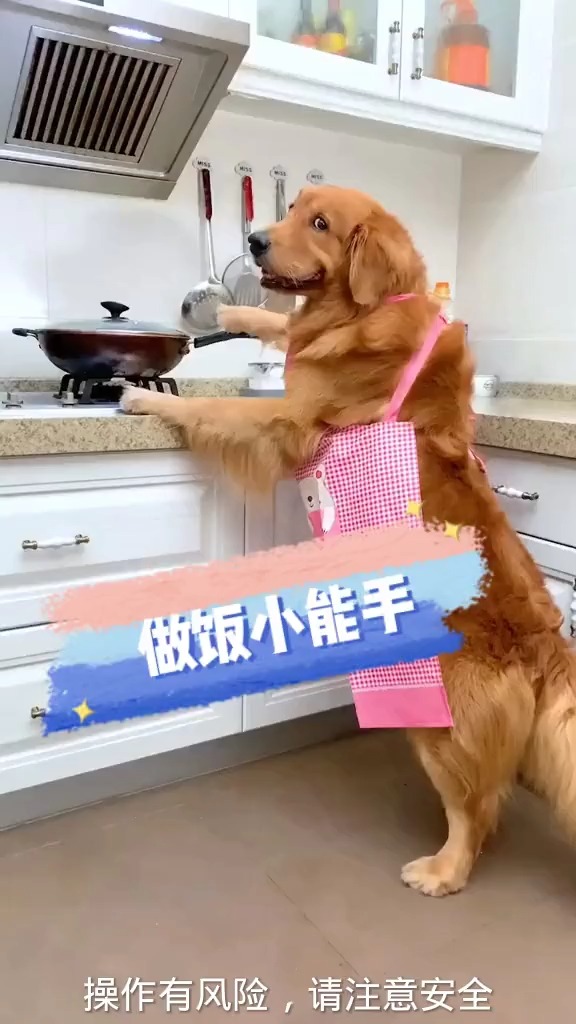 我家萌宠成精了#狗狗下厨给主人做饭