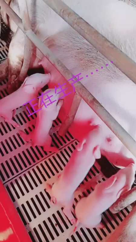 这两头母猪给力赶上白天下崽儿
