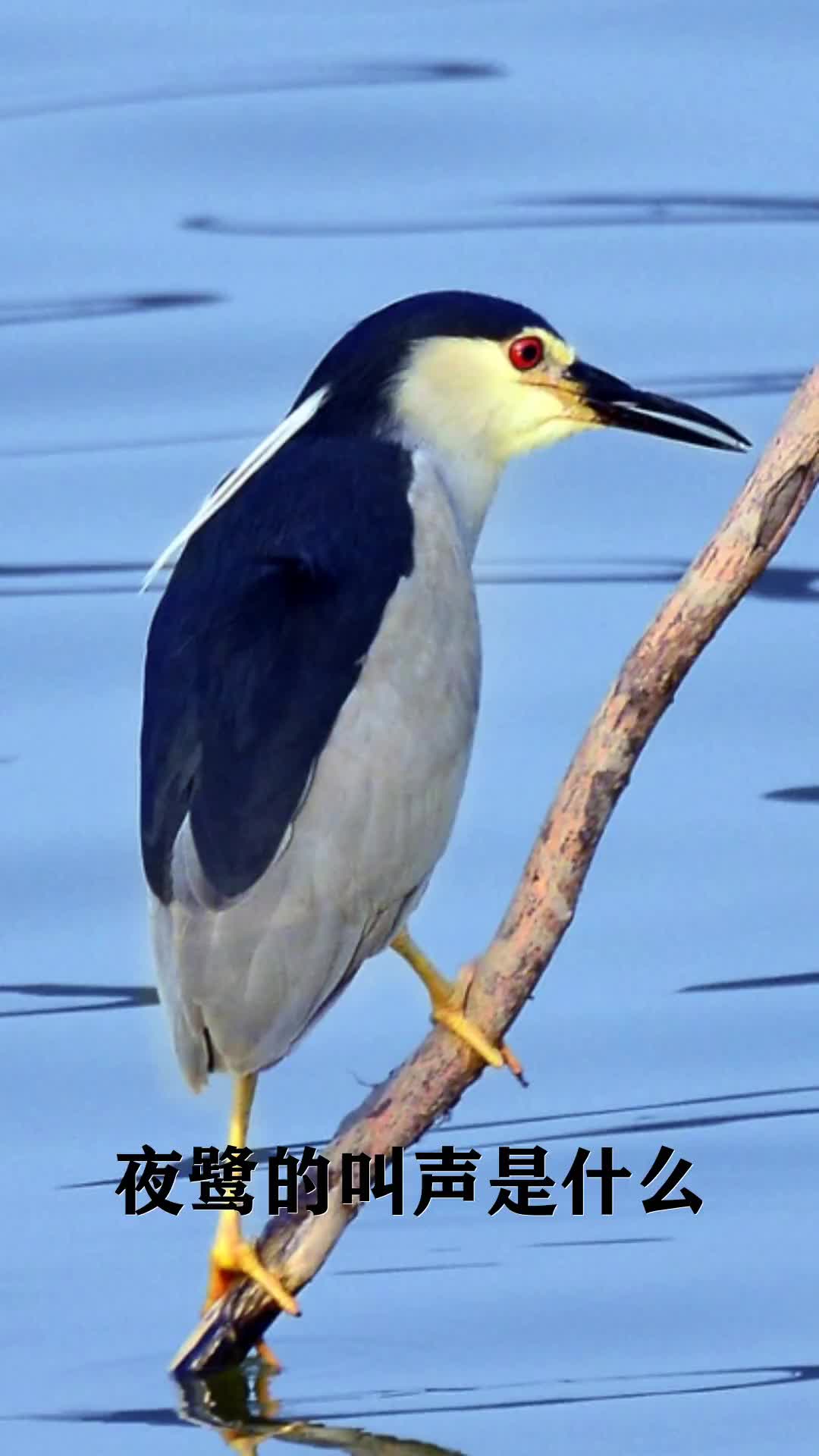 学习夜鹭小知识,夜鹭的叫声是什么-度小视
