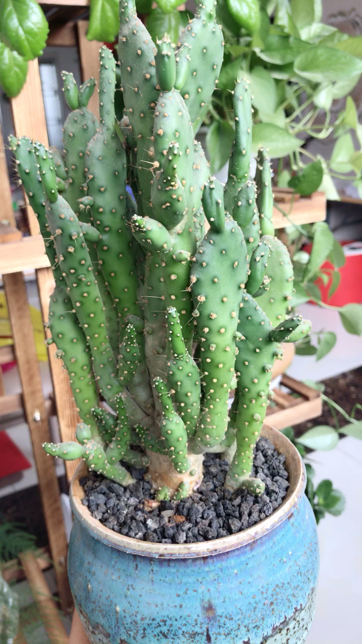 超大棵的仙人掌系列滴