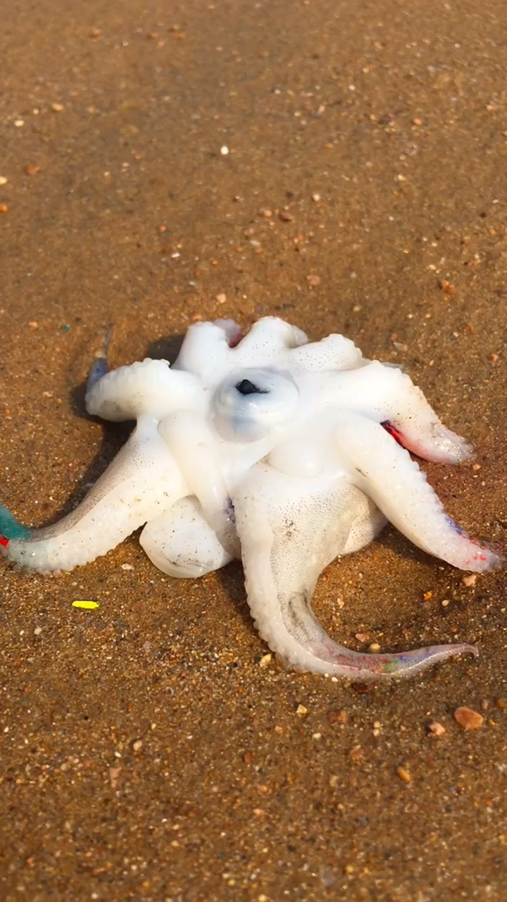 赶海抓七彩墨鱼