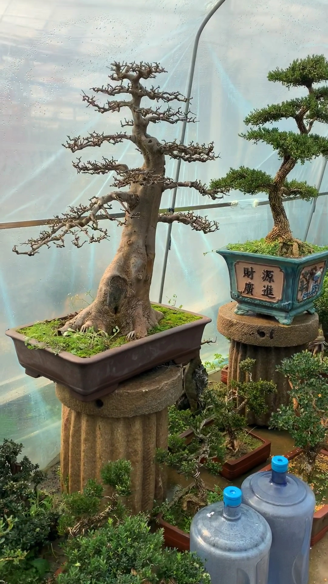 古桩盆景 大型盆景