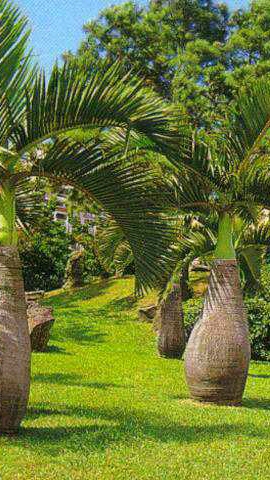 新年游记#酒瓶椰子树!