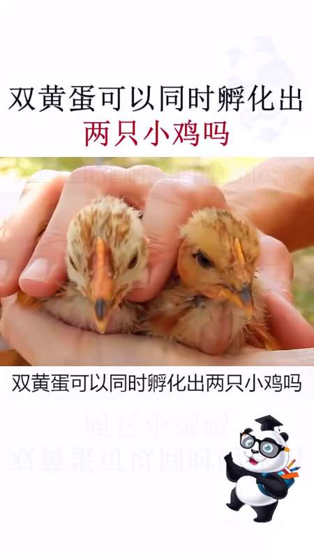 张三看世界:双黄蛋可以孵化出两只小鸡吗科普涨知识鸡蛋