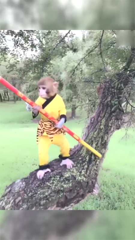 萌萌的猴子孙悟空装扮,看它姿势就知道肯定大圣转世而来!