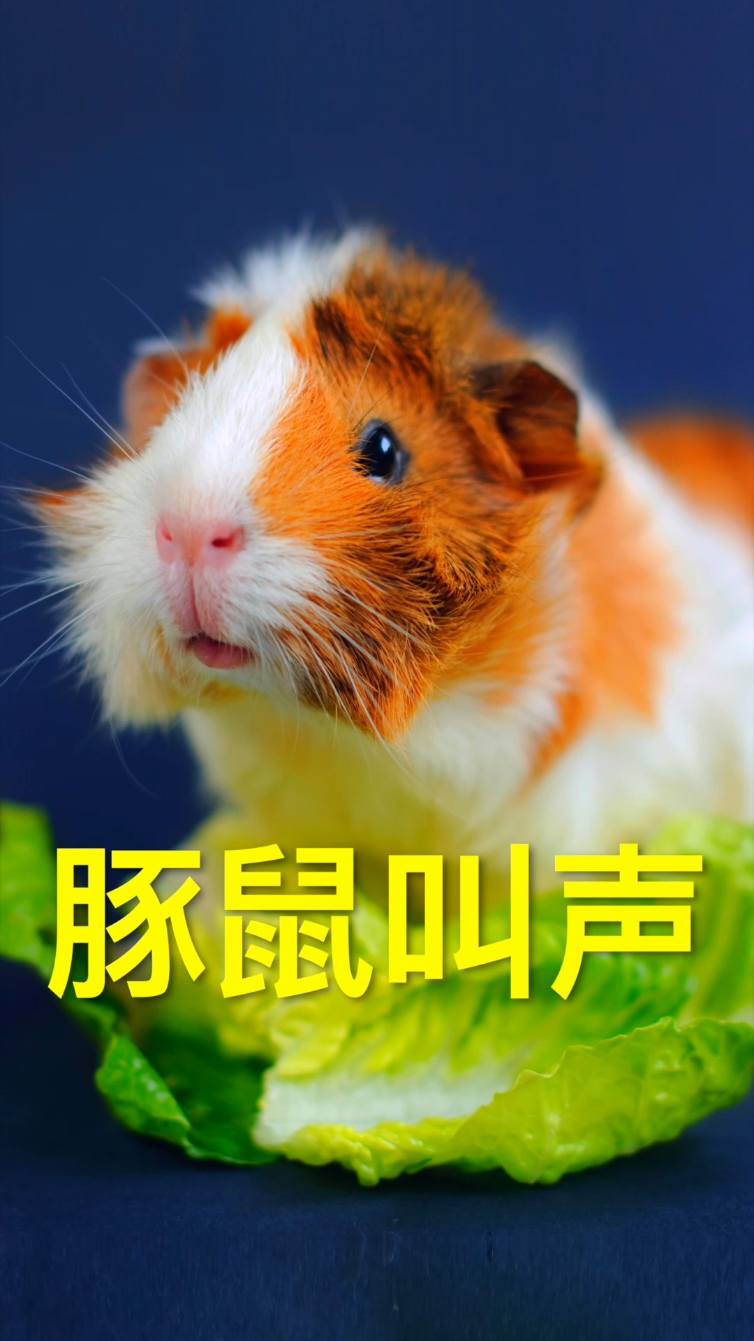 神奇动物在这里#豚鼠被人类畜养已有超过3000年的历史,最早是当作肉