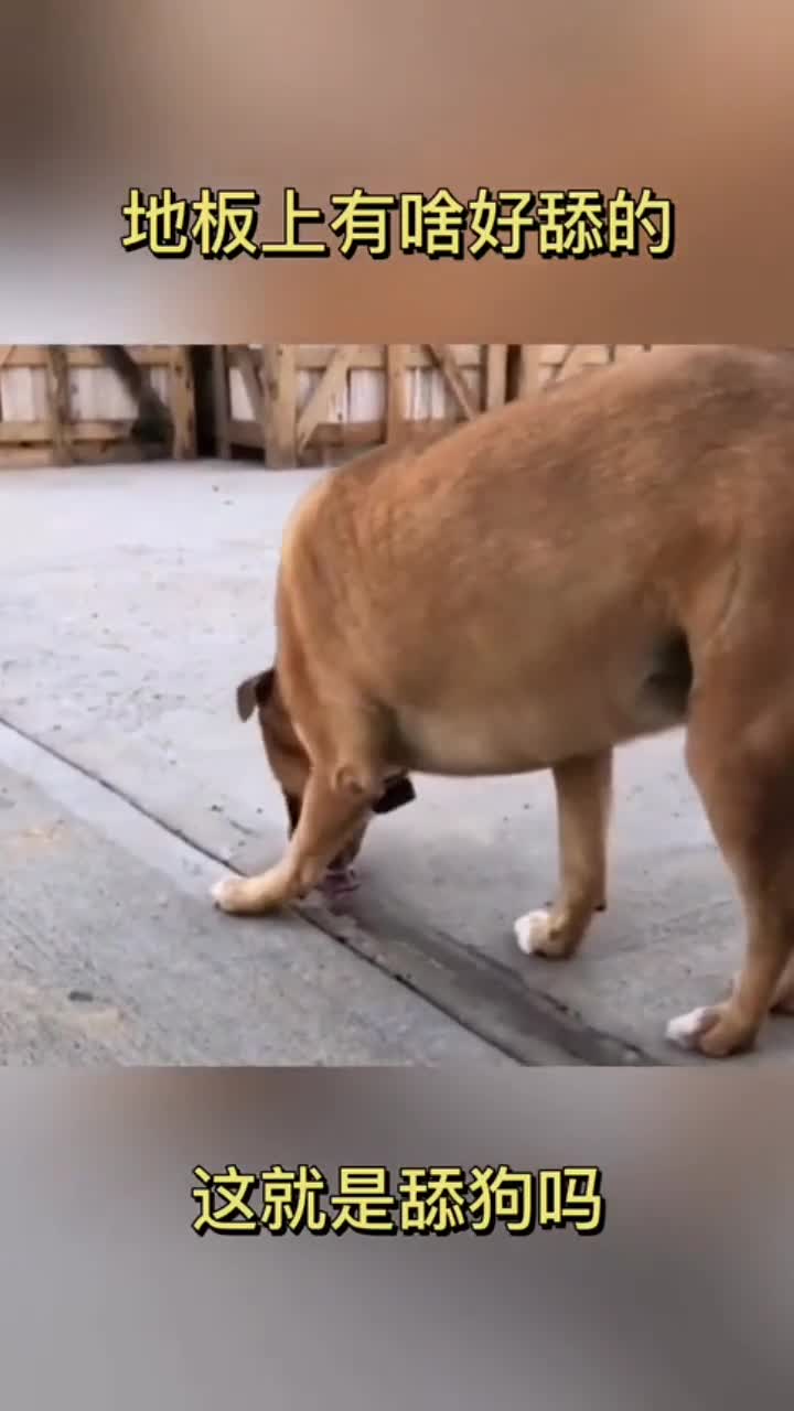 地板有啥好舔的,拦都拦不住,这就是舔狗吧!