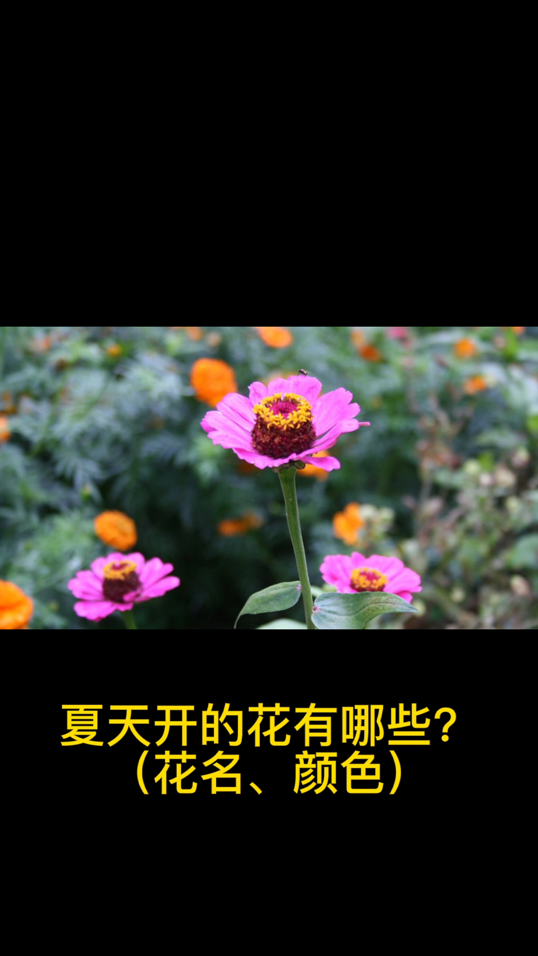 夏天开的花有哪些?