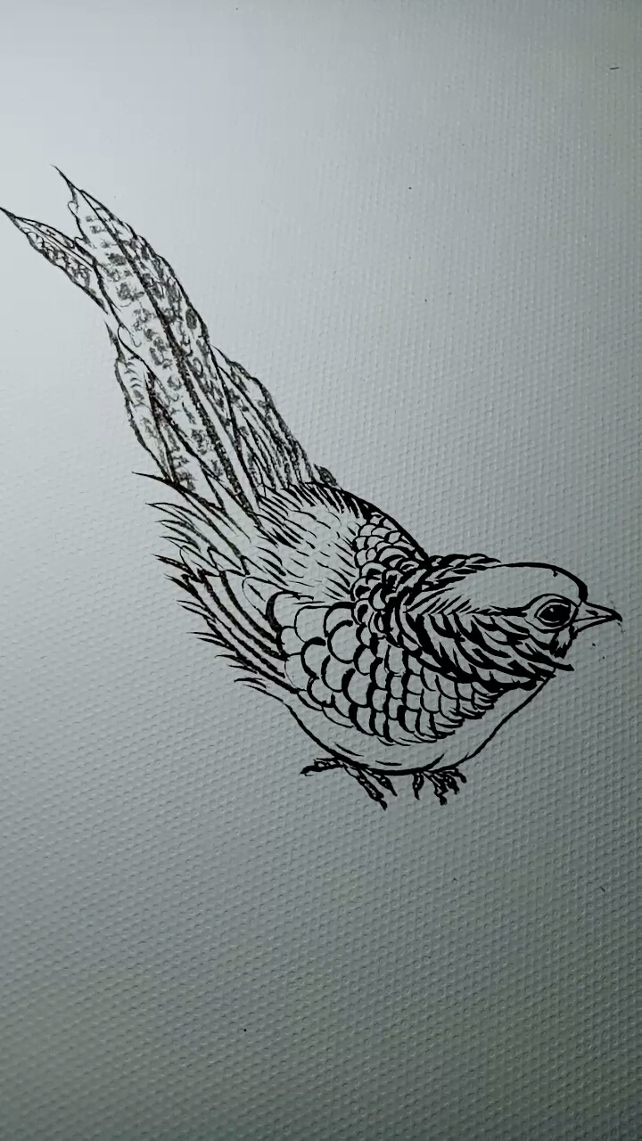 一看就会的白描画#锦鸡画法教程,非常好学-度小视