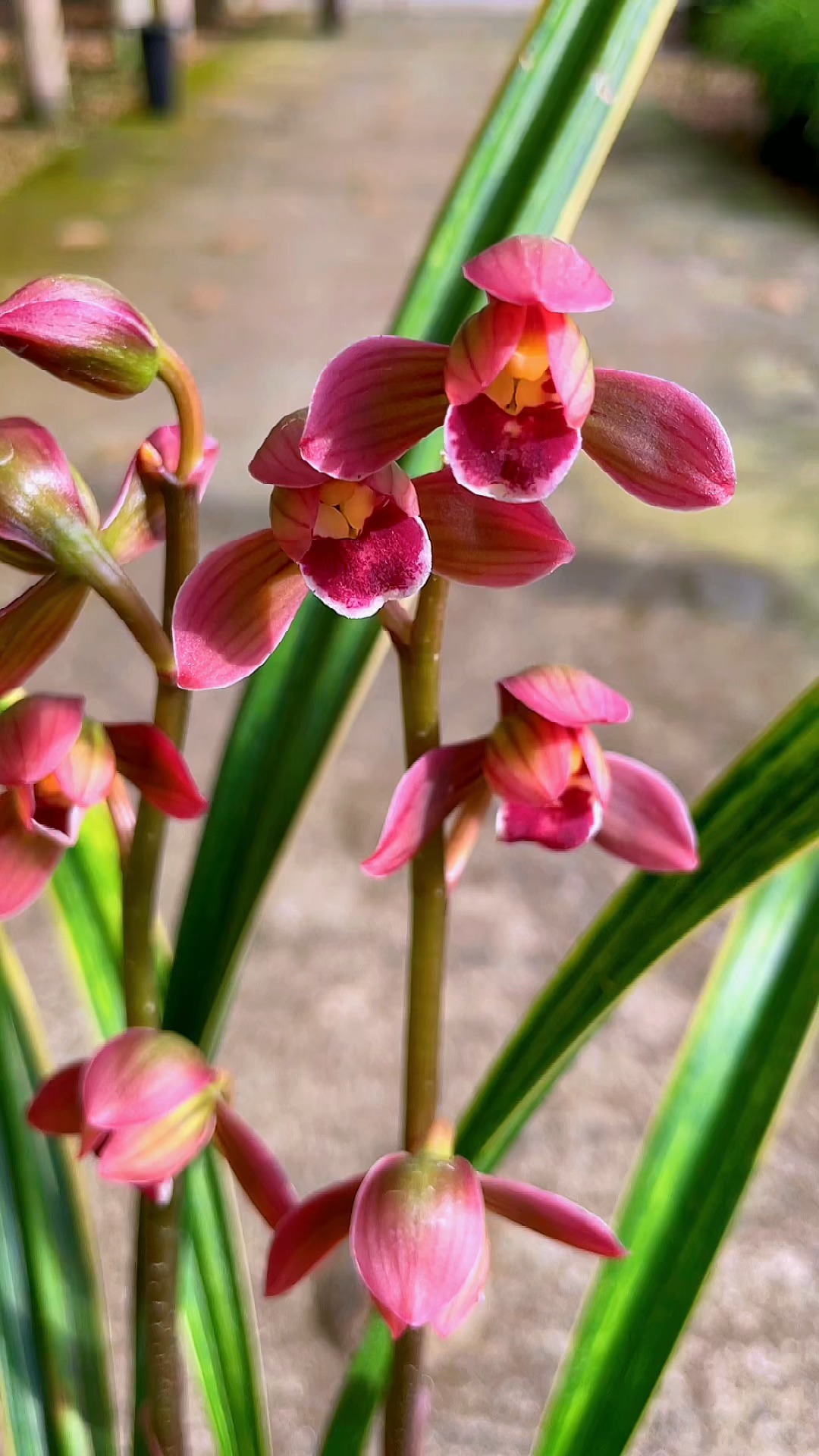 兰花#墨兰虎斑红荷,红花荷瓣,浓香出架,365天赏花,春节赏花,美不试照