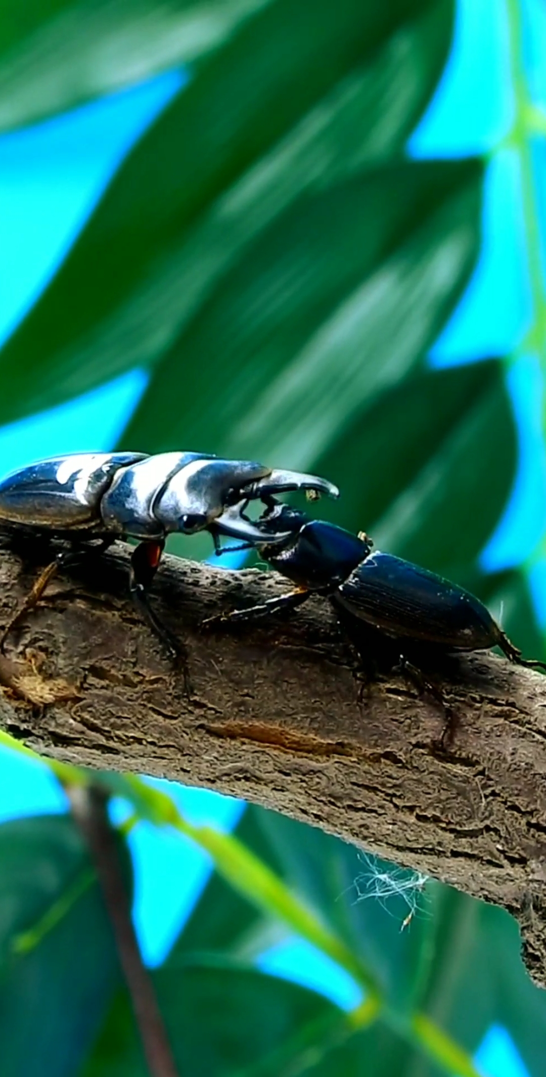 昆虫世界#这种锹形虫属实爱打架,见面就打
