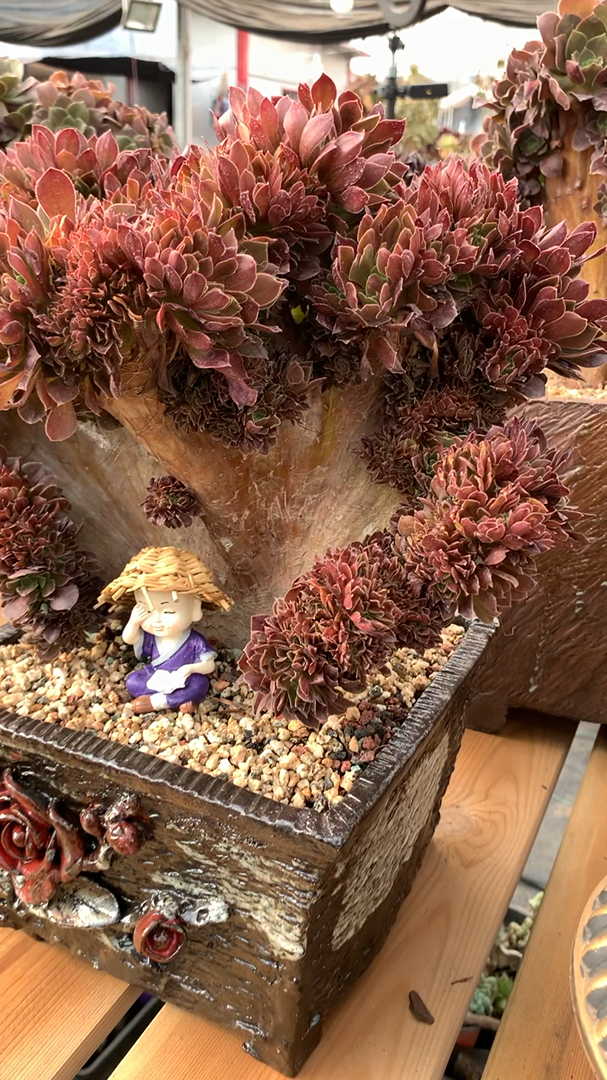 多肉植物#玫瑰法师朵朵缀