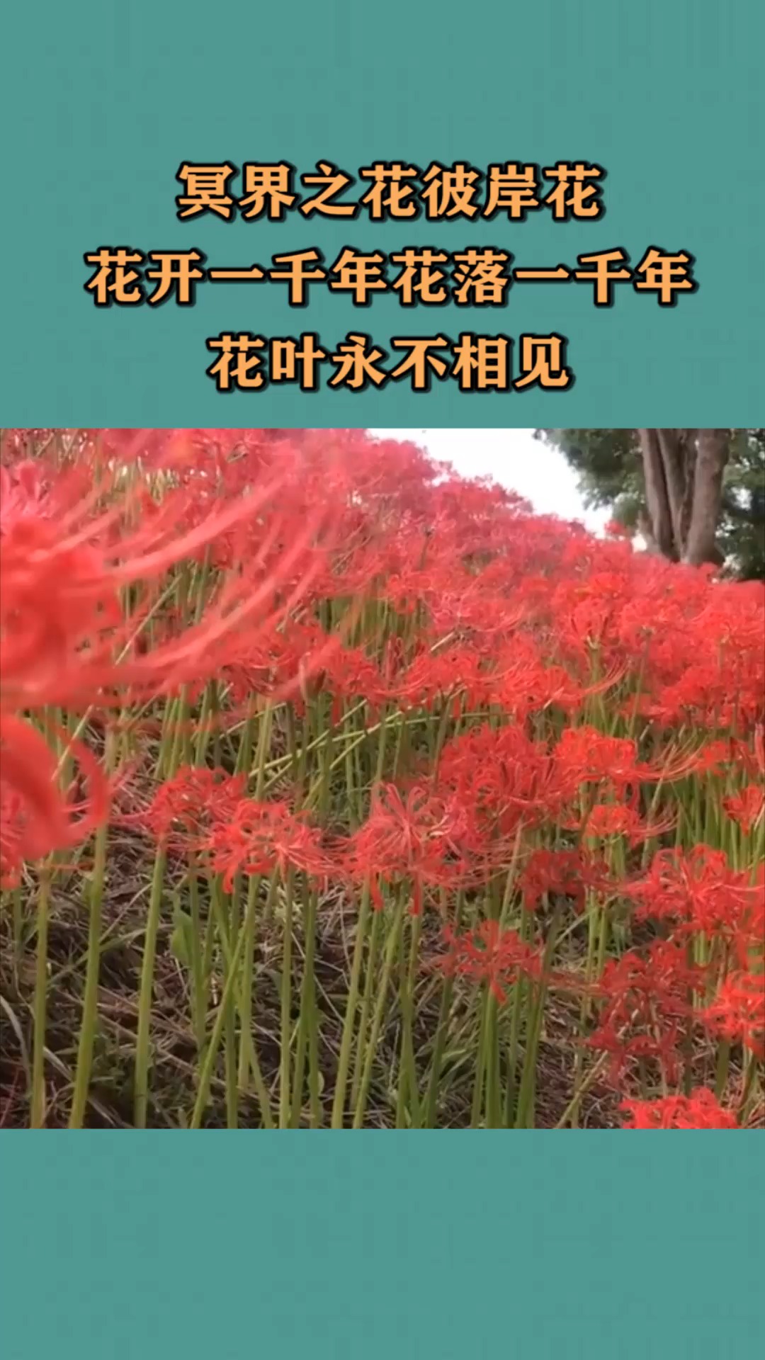 冥界之花彼岸花,花开一千年花落一千年,花叶永不相见