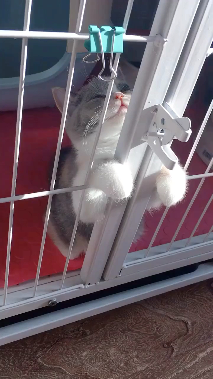 晒太阳都舒服的站着睡着了