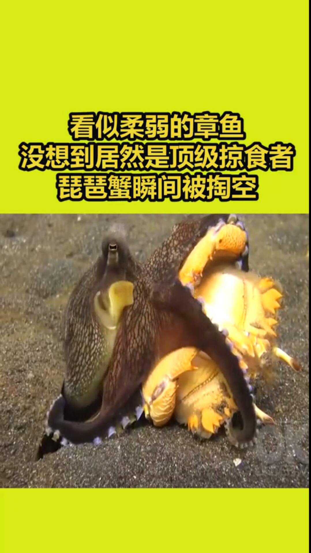 章鱼捕食琵琶蟹,瞬间被掏空呀