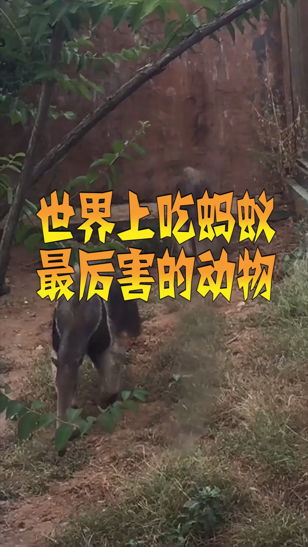 世界上吃蚂蚁最厉害的动物大家有见过这种动物的吗