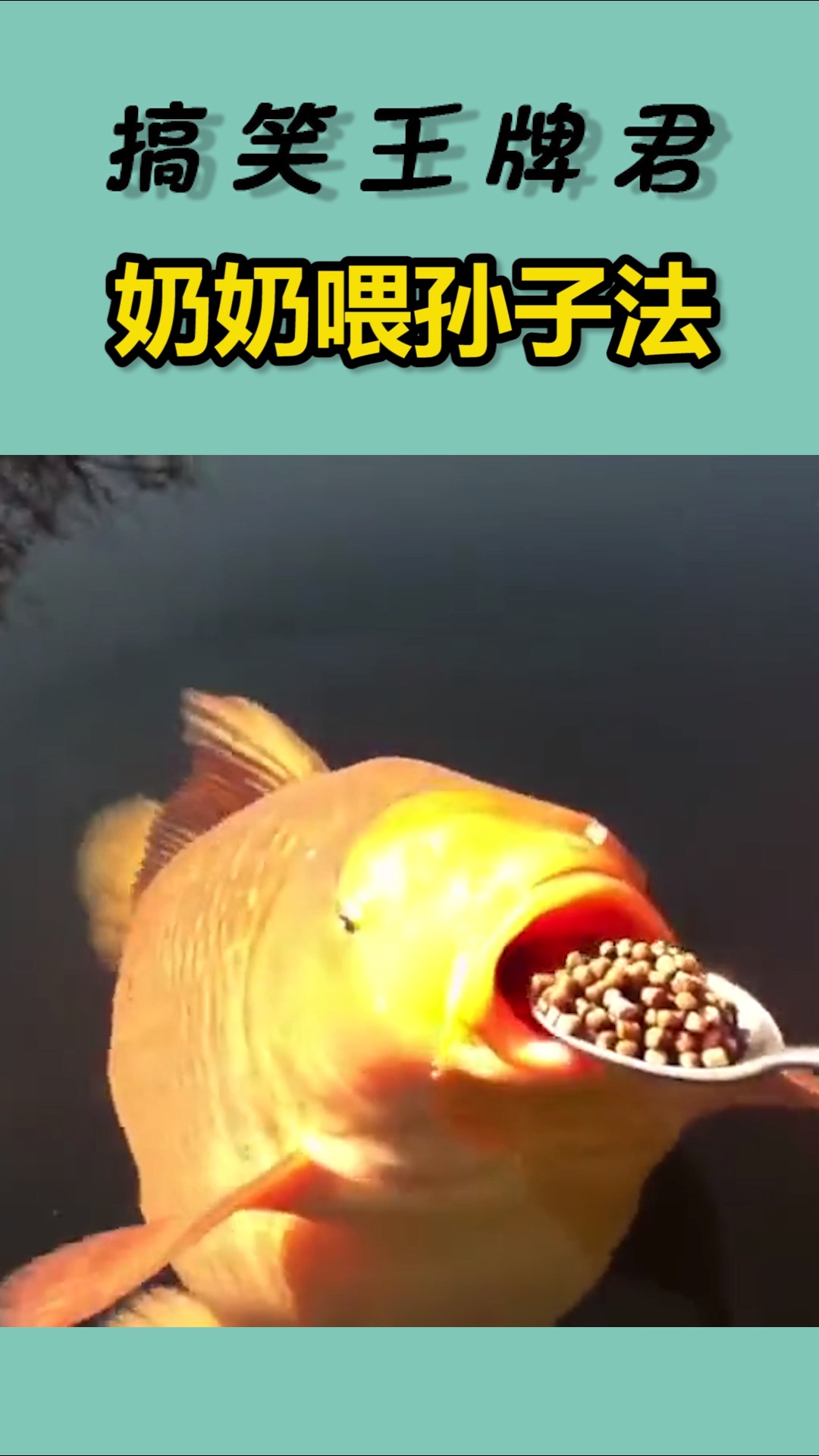 搞笑视频#第一次喂鱼,不知道它饱没饱