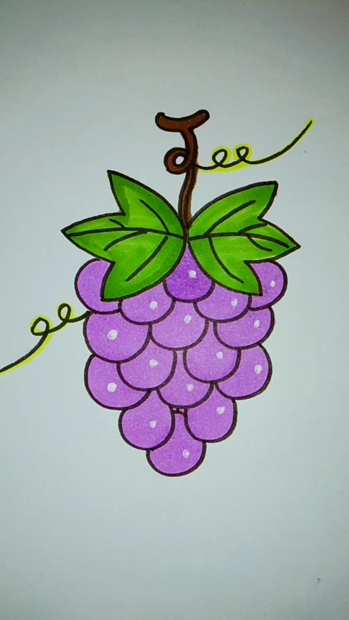 葡萄花的简笔画图片