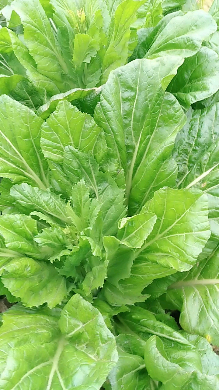 全民小助手好多青菜菜!