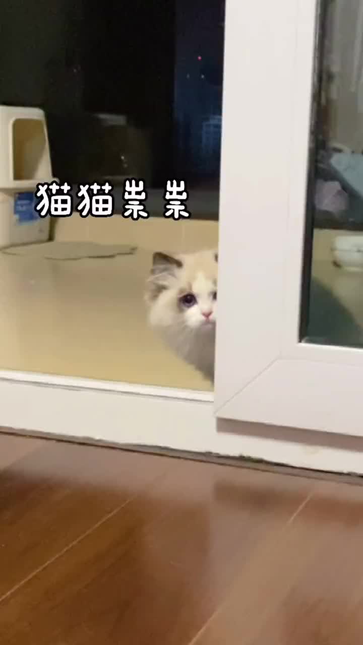 搞笑萌宠猫猫祟祟的梦露小时候也太甜了吧漫画女主即视感