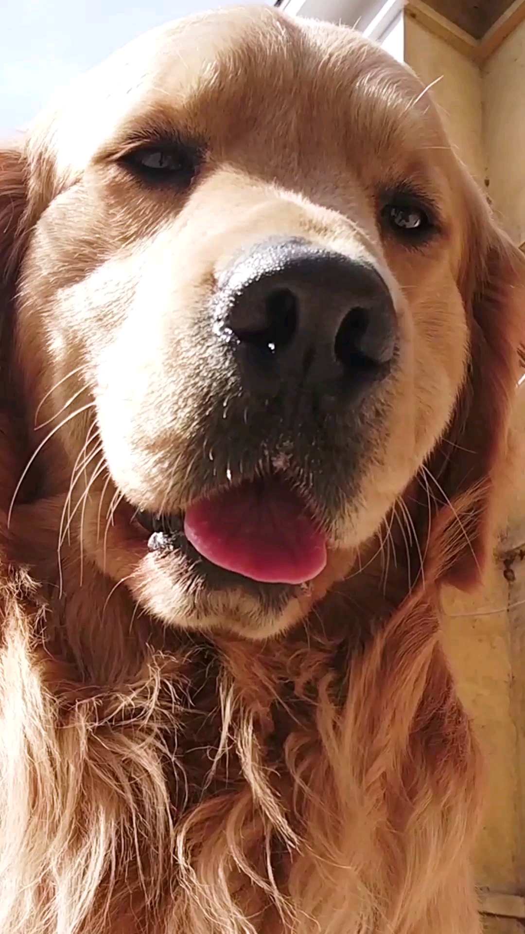 你身边的中分狗好看吗?