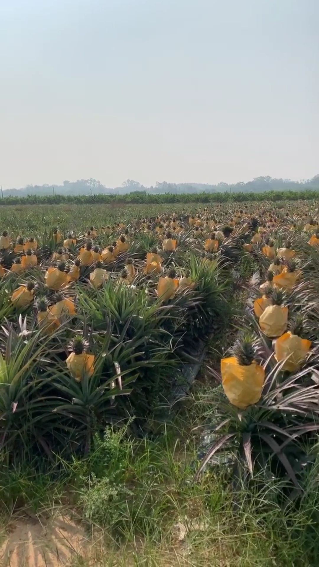 街拍#大果霸王凤梨,比菠萝肉更香甜